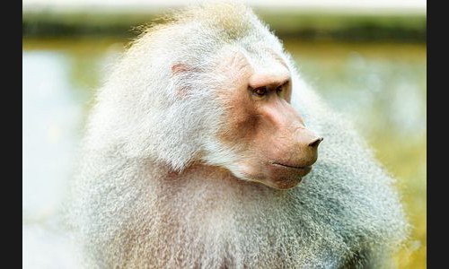 Planzen_Tiere_931_Affe_02_Worms_Tierpark