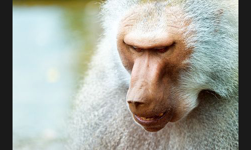 Planzen_Tiere_932_Affe_01_Worms_Tierpark