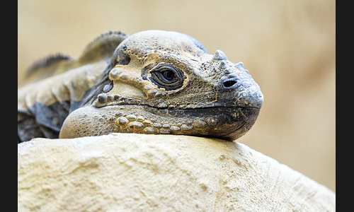 Planzen_Tiere_933_Mannheim_Luisenpark_07