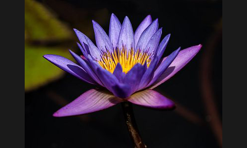 Planzen_Tiere_934_Blume_05