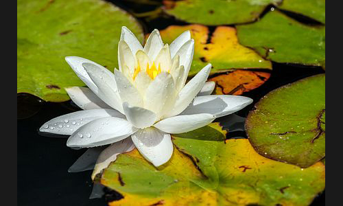 Planzen_Tiere_935_Blume_04