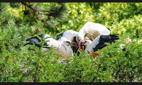 Planzen_Tiere_936_Mannheim_Luisenpark_06_Storch