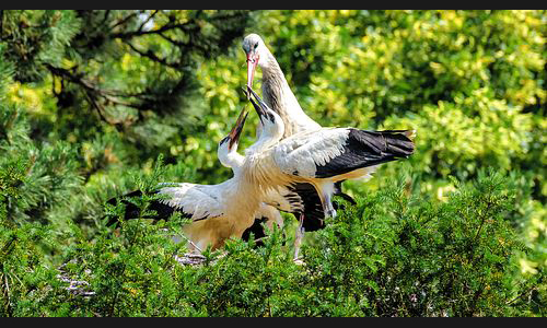 Planzen_Tiere_937_Mannheim_Luisenpark_05_Storch