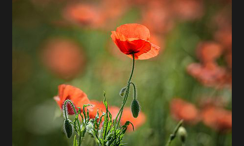 Planzen_Tiere_938_Blume_03