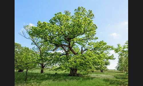 Planzen_Tiere_940_Freinsheim_DS4_5578