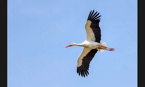 Planzen_Tiere_942_Mannheim_Luisenpark_04_Storch