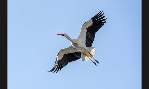 Planzen_Tiere_943_Mannheim_Luisenpark_03_Storch