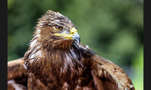 Planzen_Tiere_944_Greifvogel_10