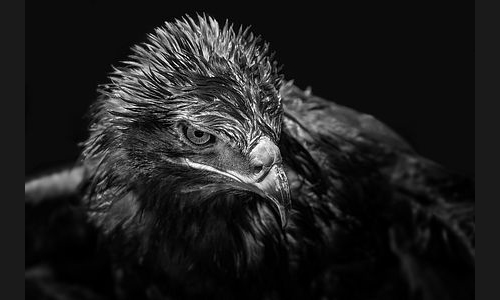 Planzen_Tiere_945_Greifvogel_09
