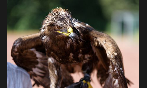 Planzen_Tiere_946_Greifvogel_08