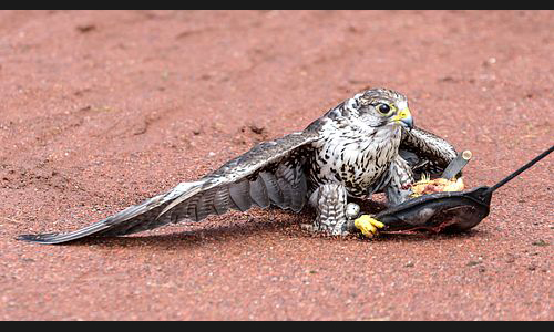 Planzen_Tiere_948_Greifvogel_07