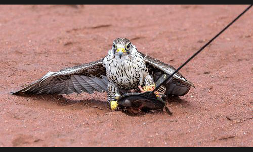 Planzen_Tiere_949_Greifvogel_06