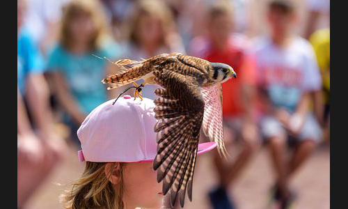 Planzen_Tiere_950_Greifvogel_05
