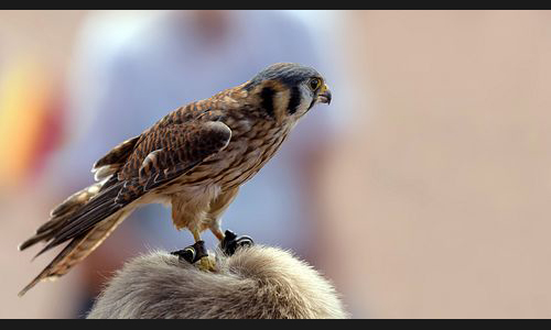 Planzen_Tiere_951_Greifvogel_04