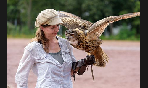 Planzen_Tiere_953_Greifvogel_01