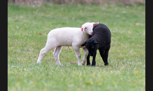 Planzen_Tiere_954_Schafe_02