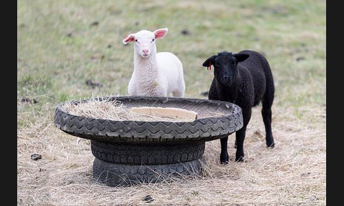 Planzen_Tiere_955_Schafe_01