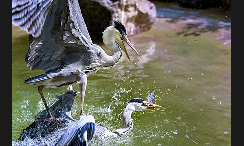 Planzen_Tiere_960_Landau_Zoo_10