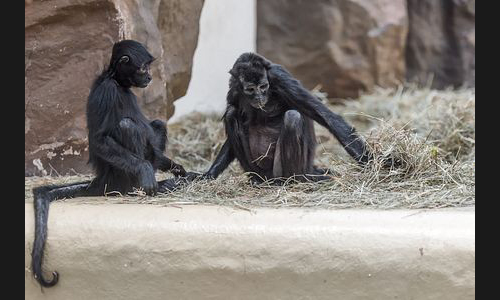 Planzen_Tiere_963_Landau_Zoo_07
