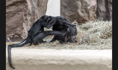 Planzen_Tiere_964_Landau_Zoo_06