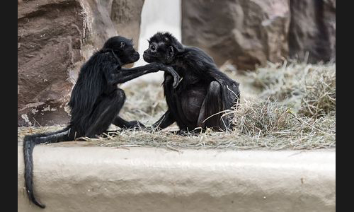Planzen_Tiere_965_Landau_Zoo_05