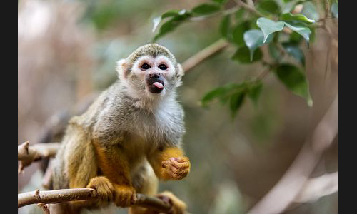 Planzen_Tiere_966_Landau_Zoo_04