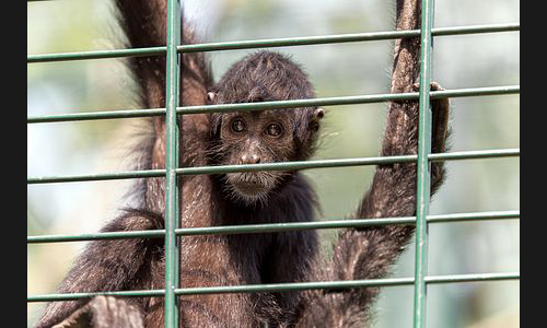 Planzen_Tiere_967_Landau_Zoo_03