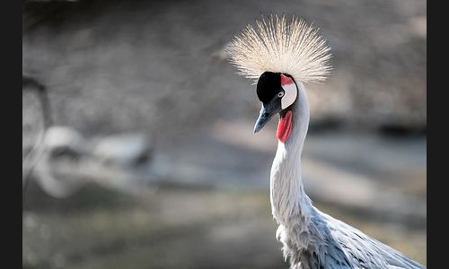 Planzen_Tiere_968_Landau_Zoo_02