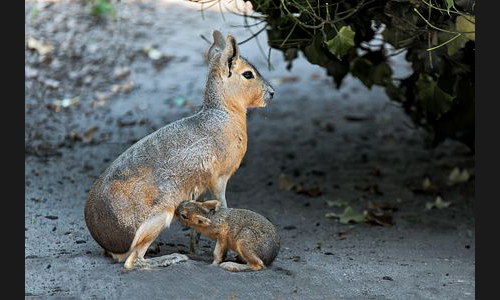 Planzen_Tiere_969_Landau_Zoo_01