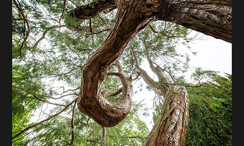Planzen_Tiere_970_Baum_01