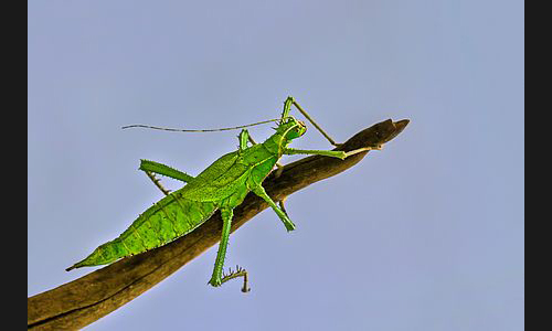 Planzen_Tiere_971_Heuschrecke_01