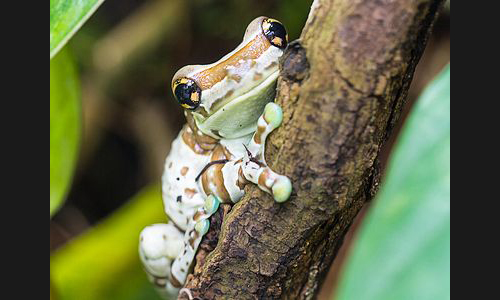 Planzen_Tiere_972_Mannheim_Luisenpark_02_Frosch