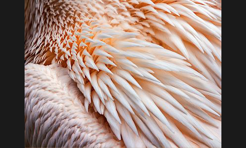Planzen_Tiere_973_Mannheim_Luisenpark_01_Pelikankleid
