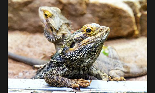 Planzen_Tiere_974_Echse_03