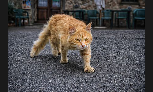 Planzen_Tiere_976_IMG_6488_Jagdinstinkt