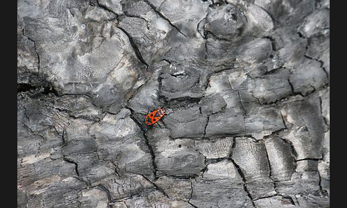 Planzen_Tiere_979_Feuerkaefer_01
