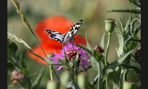 Planzen_Tiere_981_Schmetterling_03
