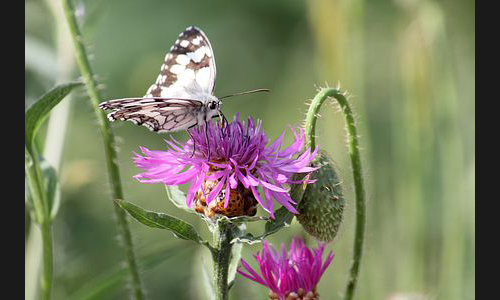 Planzen_Tiere_982_IMG_0104_Wildblumen