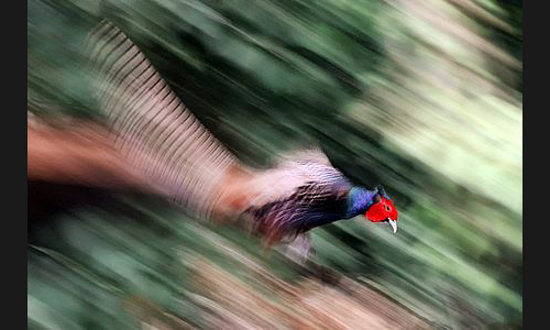 Planzen_Tiere_984_IMG_0052_Fasan