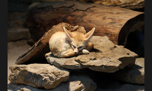 Planzen_Tiere_987_Wuestenfuchs_001