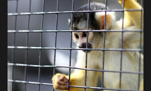 Planzen_Tiere_988_Affe_05_Stuttgart
