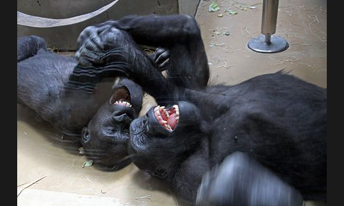 Planzen_Tiere_989_IMG_7109