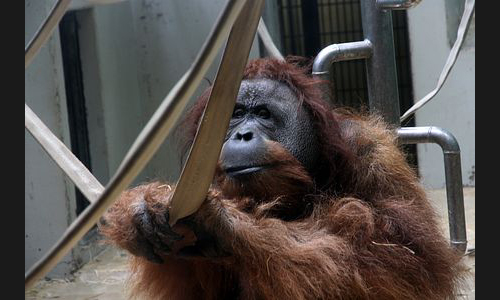 Planzen_Tiere_990_Affe_06_Stuttgart