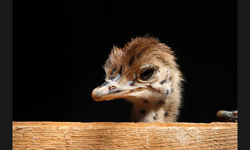 Planzen_Tiere_994_Strauss_01