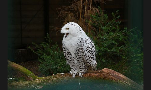 Planzen_Tiere_995_Schneeeulel_12_Essen_Gruga