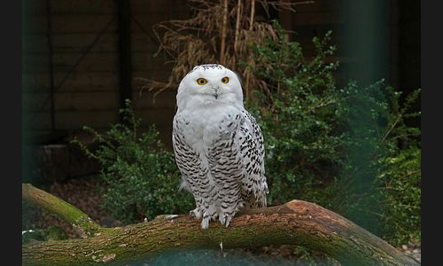 Planzen_Tiere_996_Schneeeule_11_Essen_Gruga