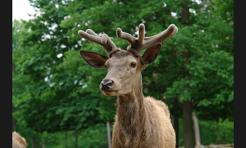 Planzen_Tiere_997_Hirsch