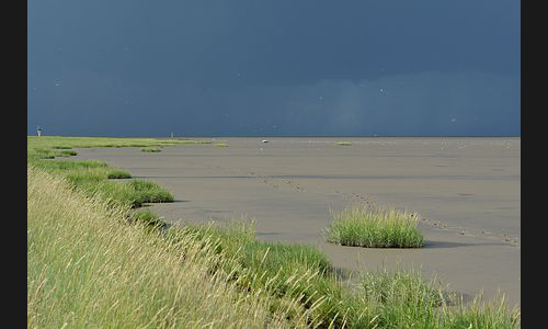 Planzen_Tiere_998_Wattlandschaft