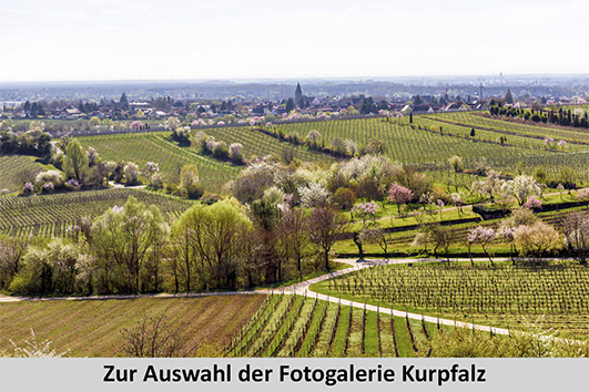 Link_zur_Fotogalerie_Region_Kurpfalz_Auswahl