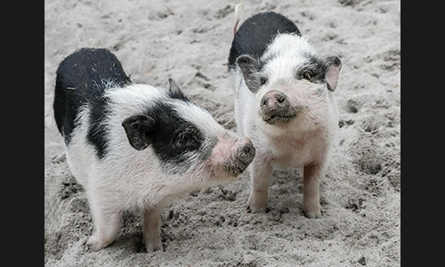 galerie_wildpark_rheingoenheim_small.jpg